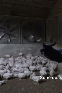 La fabbrica della carne (2023) La fabbrica della carne (2023)