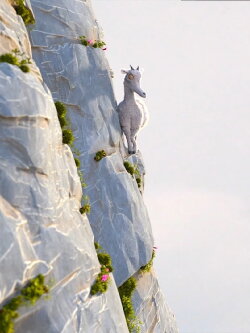 La légende de la chèvre qui connaissait le vrai sens de la montagne (2017)