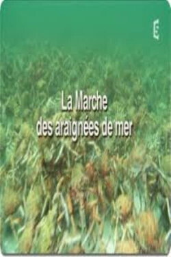 La marche des araignées de mer (2017) La marche des araignées de mer (2017)