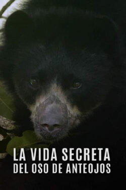 La Vida Secreta del Oso de Anteojos (2021) La Vida Secreta del Oso de Anteojos (2021)