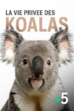 La vie privée des koalas (2019) La vie privée des koalas (2019)