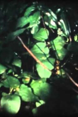 Lair of Light (2002) Lair of Light (2002)