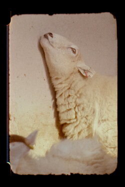 Lamb (2019)