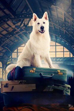 Lampo, the Travelling Dog (2023) Lampo, the Travelling Dog (2023)