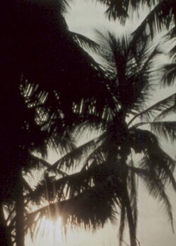 Land of Coconuts (2016) Land of Coconuts (2016)