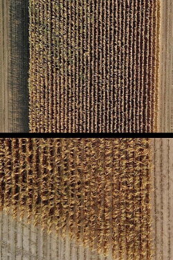 Land Shape #1 (2019) Land Shape #1 (2019)