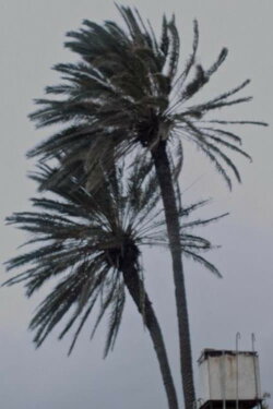 Landscape at Noon (2017)