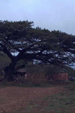 Las Raíces del Roble (2017) Las Raíces del Roble (2017)