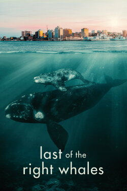Last of the Right Whales (2021) Last of the Right Whales (2021)