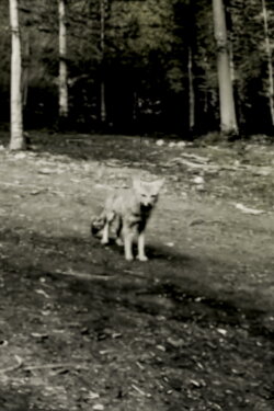 Last shot of the Argentine Grey Fox (2024) Last shot of the Argentine Grey Fox (2024)