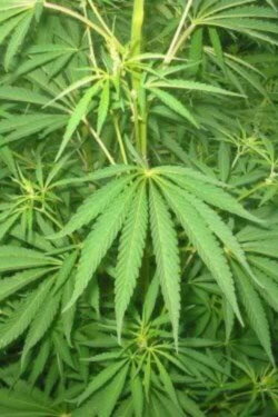 Le cannabis - Une plante entre le bien et le mal (1996) Le cannabis - Une plante entre le bien et le mal (1996)