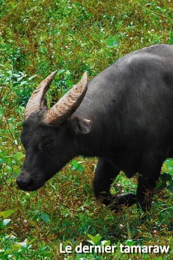 Le dernier tamaraw (2019) Le dernier tamaraw (2019)