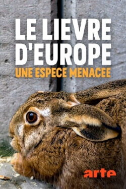 Le lièvre d’Europe une espèce menacée (2018) Le lièvre d’Europe une espèce menacée (2018)