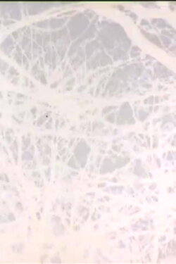 Leafless (2011)