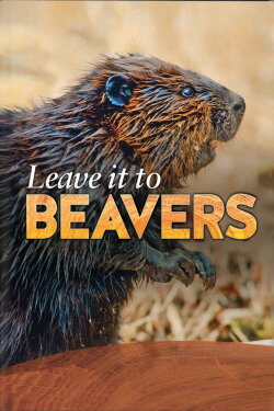 Leave it to Beavers (2014) Leave it to Beavers (2014)