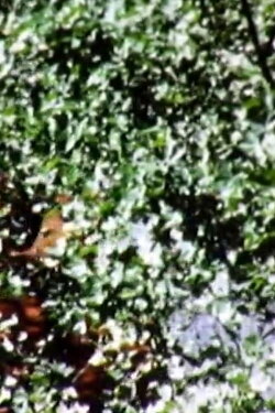 Leaves (1973)