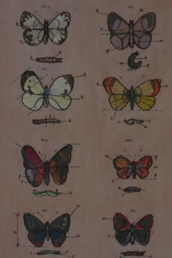 Lekcja anatomii (1968)