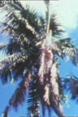 Les hommes et les cocotiers de Coëtivy (1977) Les hommes et les cocotiers de Coëtivy (1977)