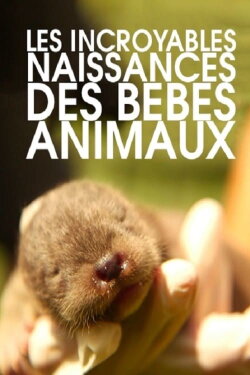 Les incroyables naissances des bébés animaux (2017) Les incroyables naissances des bébés animaux (2017)
