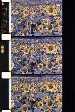 Les tournesols colorés (1983) Les tournesols colorés (1983)