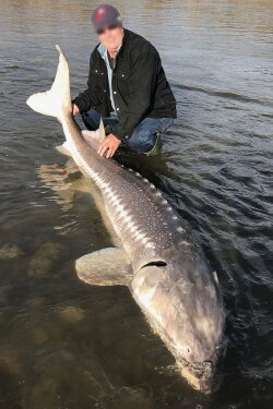 L'esturgeon, un poisson atypique (2019) L'esturgeon, un poisson atypique (2019)