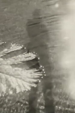 Life and Film (1965)