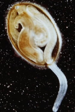 Life of Leech (1968) Life of Leech (1968)