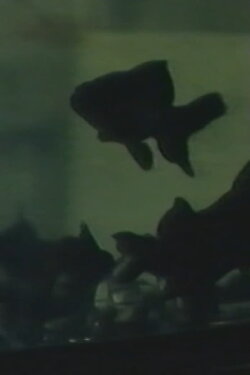 Light of Shadow (1993) Light of Shadow (1993)