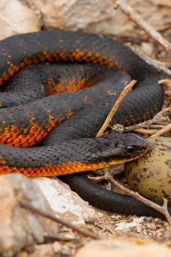 L'île aux serpents (2020) L'île aux serpents (2020)