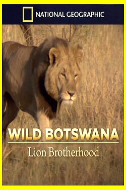 Lion Brotherhood (2013) Lion Brotherhood (2013)
