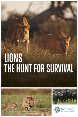 Lions: The Hunt for Survival (2021) Lions: The Hunt for Survival (2021)