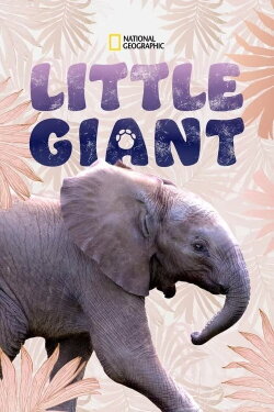 Little Giant (2021) Little Giant (2021)