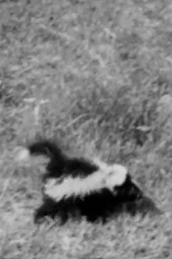 Little Lost Scent (1955) Little Lost Scent (1955)