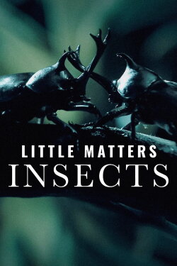 Little Matters: Insects (2015) Little Matters: Insects (2015)