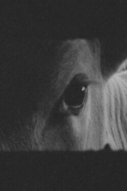 Livestock (2019) Livestock (2019)