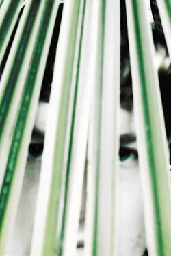 Longing of the idle plants (2022) Longing of the idle plants (2022)