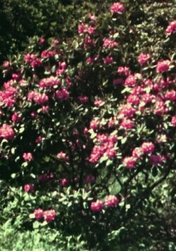 Look Park (1974) Look Park (1974)