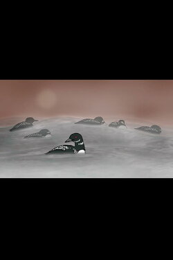 Loon Dreaming (2002) Loon Dreaming (2002)