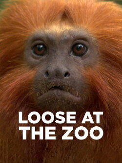 Loose at the Zoo (2007) Loose at the Zoo (2007)