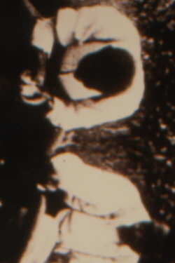 Looting For Rodney (1995)