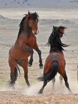 Los ultimos caballos salvajes de europa (2016) Los ultimos caballos salvajes de europa (2016)