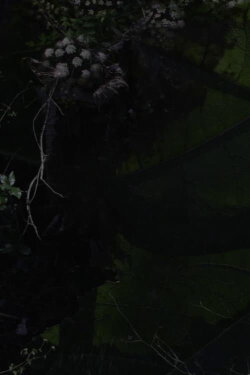 Lost Gardens (2017) Lost Gardens (2017)