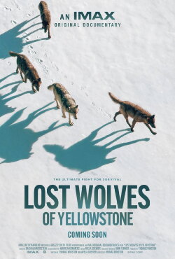 Lost Wolves of Yellowstone (2024) Lost Wolves of Yellowstone (2024)