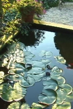 Lotus Song 2 (2000)