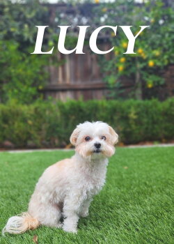 Lucy (2024)