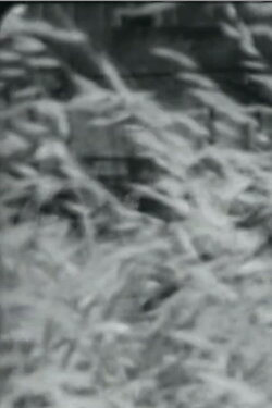 Maccarese - Proposta di Lotta per una Nuova Agricoltura (1977) Maccarese - Proposta di Lotta per una Nuova Agricoltura (1977)