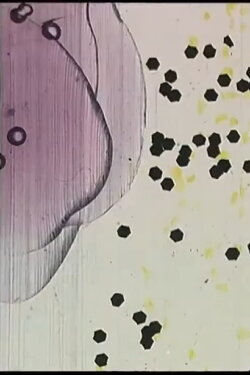 Made from Job's Tears (2012)