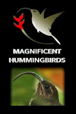 Magnificent Hummingbirds (2021) Magnificent Hummingbirds (2021)