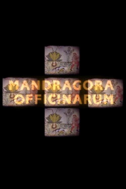 Mandragora officinarum (2009) Mandragora officinarum (2009)