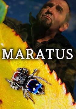 Maratus (2015)
